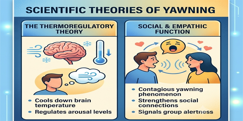 Why Do We Yawn content img