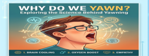 Why Do We Yawn feature img